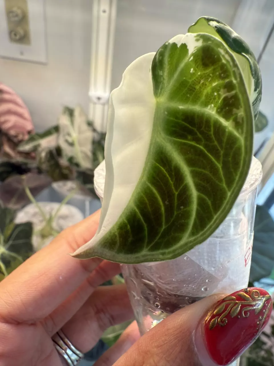 plant/Alocasia True Ninja Albo corm grown-0