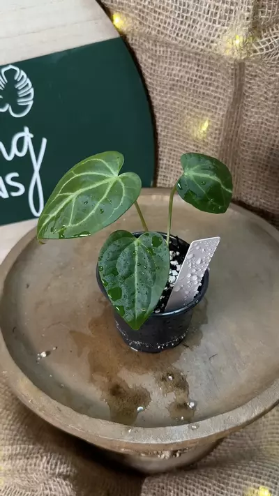 plant/A. Goliath x KD NOID The Dale *Last 1!-4-thumbnail