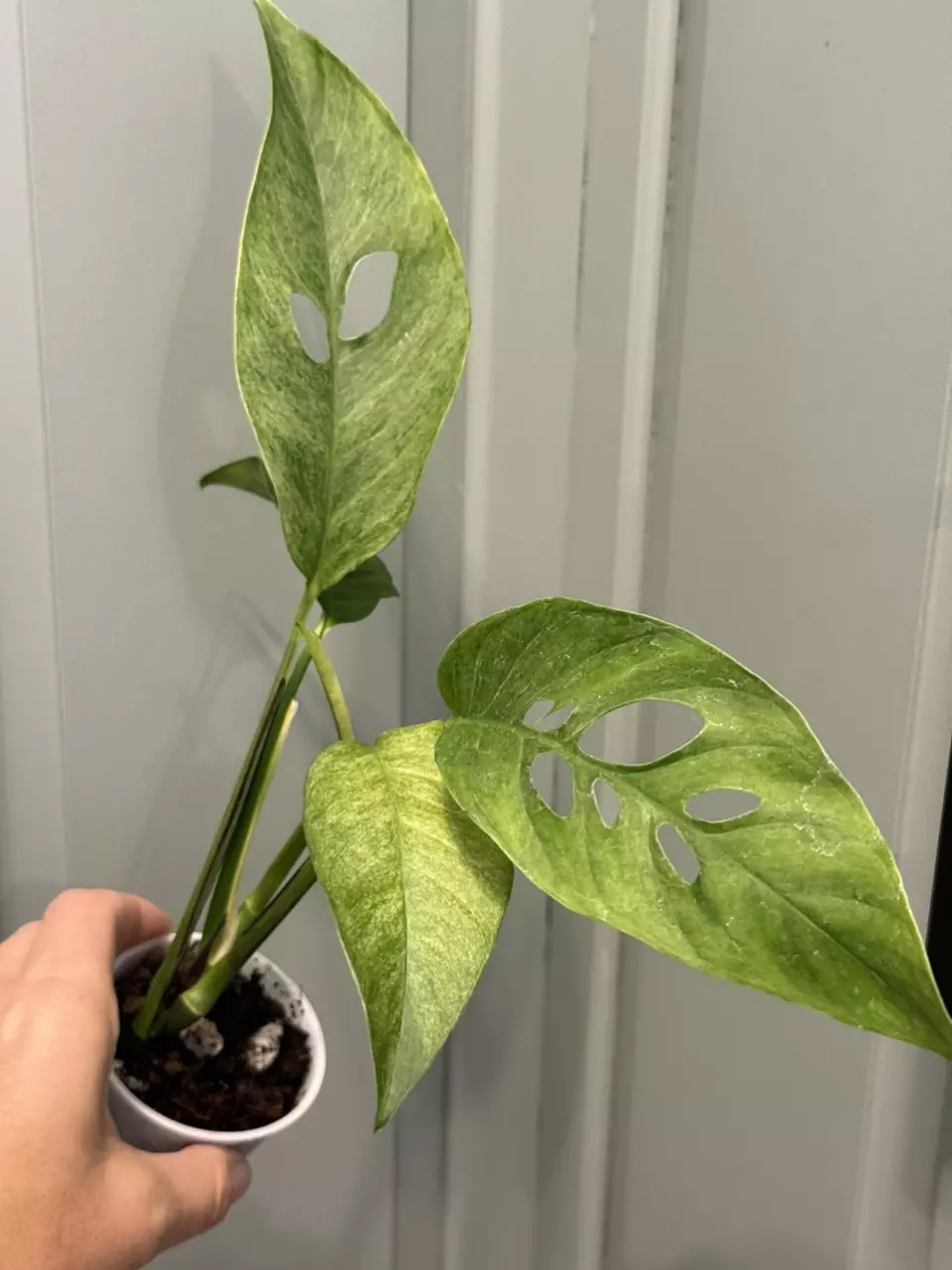 plant/Laniata mint-0