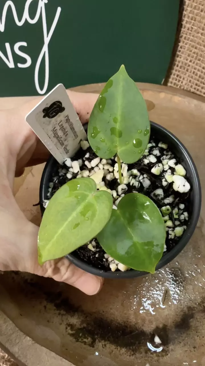 plant/A. Pap Legend x Mag Verde-4