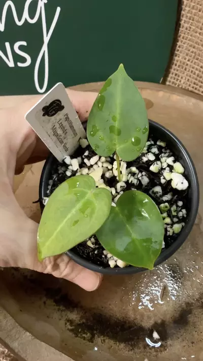 plant/A. Pap Legend x Mag Verde-4-thumbnail