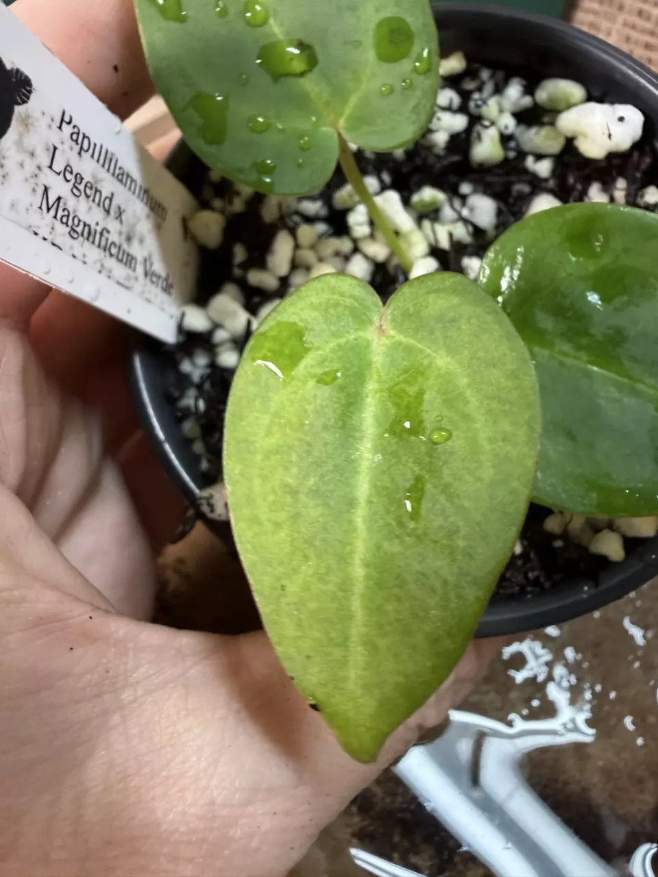 plant/A. Pap Legend x Mag Verde-1