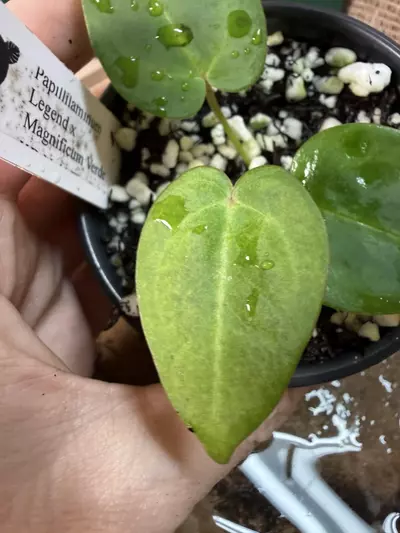 plant/A. Pap Legend x Mag Verde-1-thumbnail