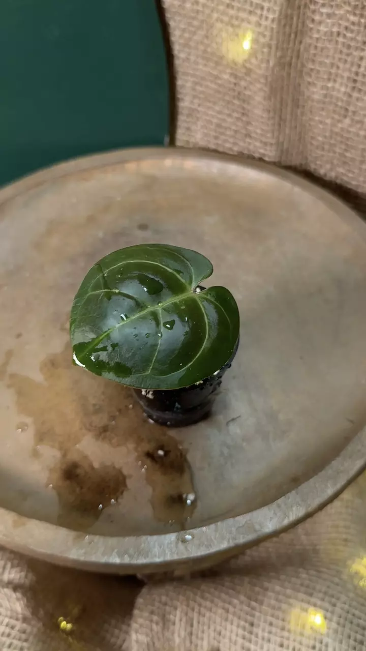 plant/🎉SALE! A. Hoff x Pap-2