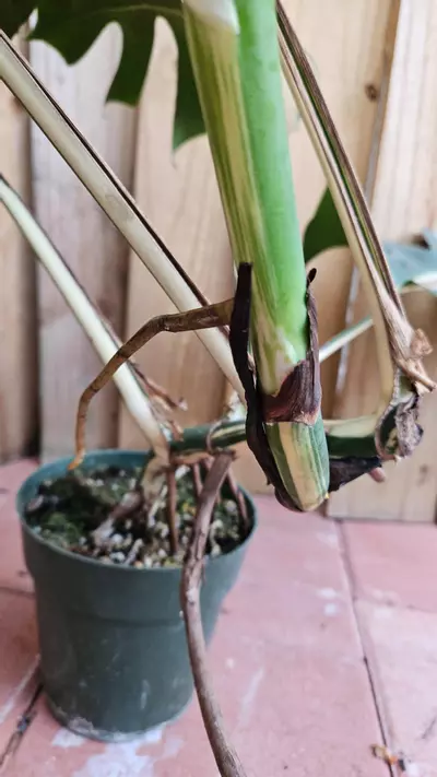 heat_pack/Giant Monstera Deliciosa Alba Albo variegated LIVE PLANT 3ft tall-4-thumbnail