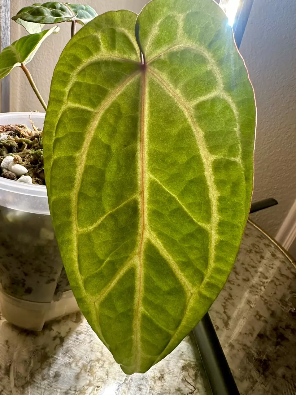 plant/Mature Red Crystal Wu5 x Wu4-0