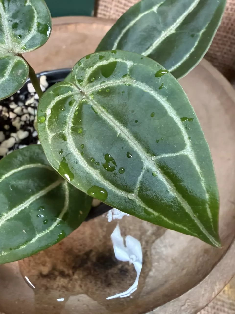 plant/A. Michelle x (Tim Anderson Black x Villenaorum) *Last 1!-1