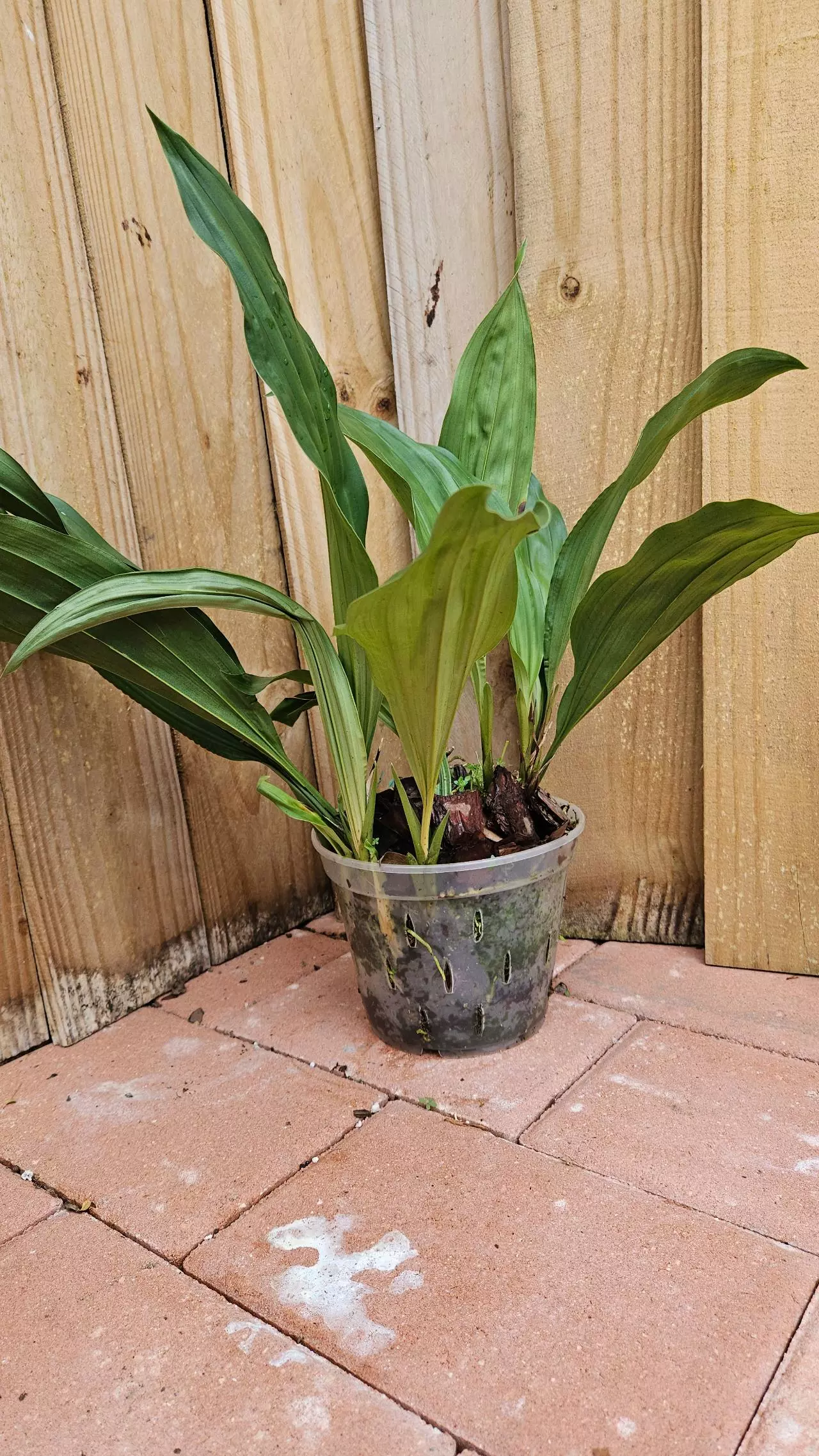 plant/"THE VERY FRAGRANT STANHOPEA" Stanhopea Graveolens Aurata Aurea Venusta Orchid-1
