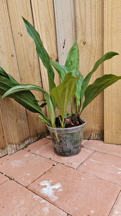 plant/"THE VERY FRAGRANT STANHOPEA" Stanhopea Graveolens Aurata Aurea Venusta Orchid-1-thumbnail