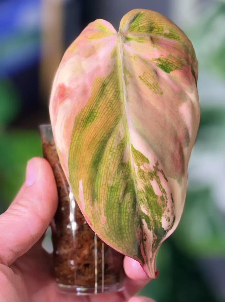 plant/Philodendron Variegated Micans – Single Leaf Cutting-0