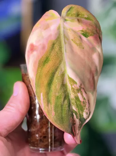 plant/Philodendron Variegated Micans – Single Leaf Cutting-0-thumbnail