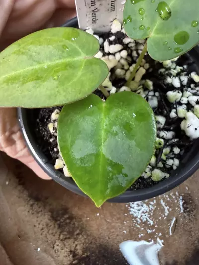 plant/A. Pap Legend x Mag Verde-2-thumbnail