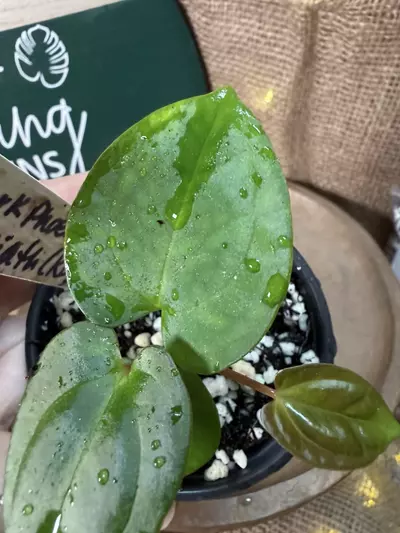 plant/A. Dark Phoenix x KD Goliath-3-thumbnail