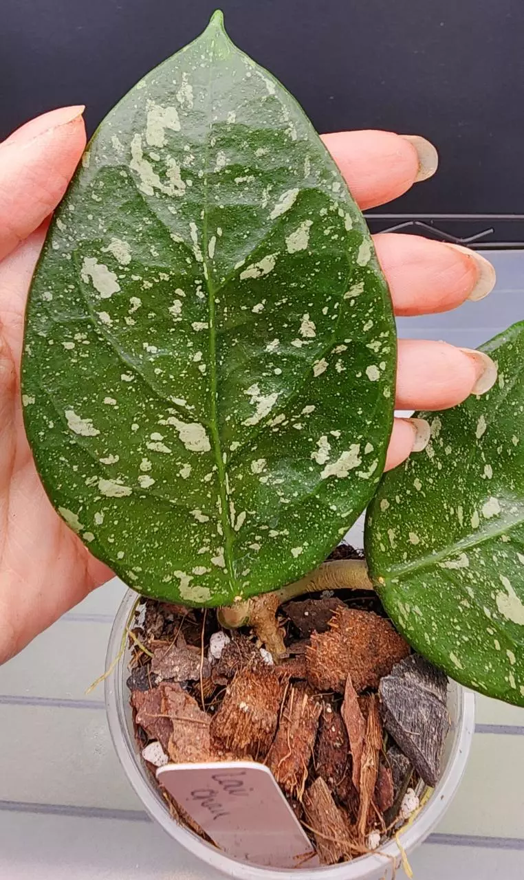 plant/Hoya sp. Lai Chau Splash(Round Leaf)-1