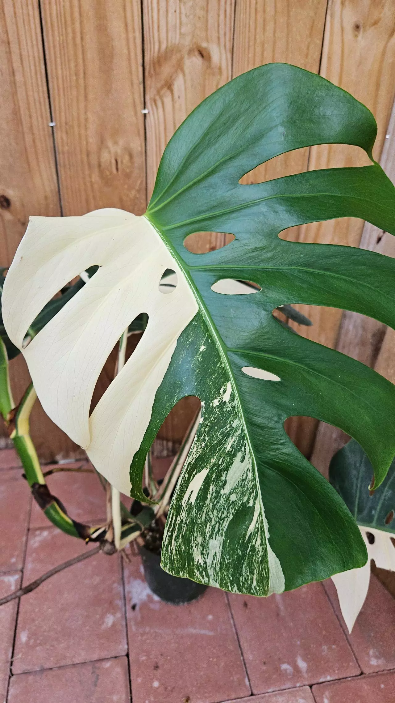 heat_pack/Giant Monstera Deliciosa Alba Albo variegated LIVE PLANT 3ft tall-5