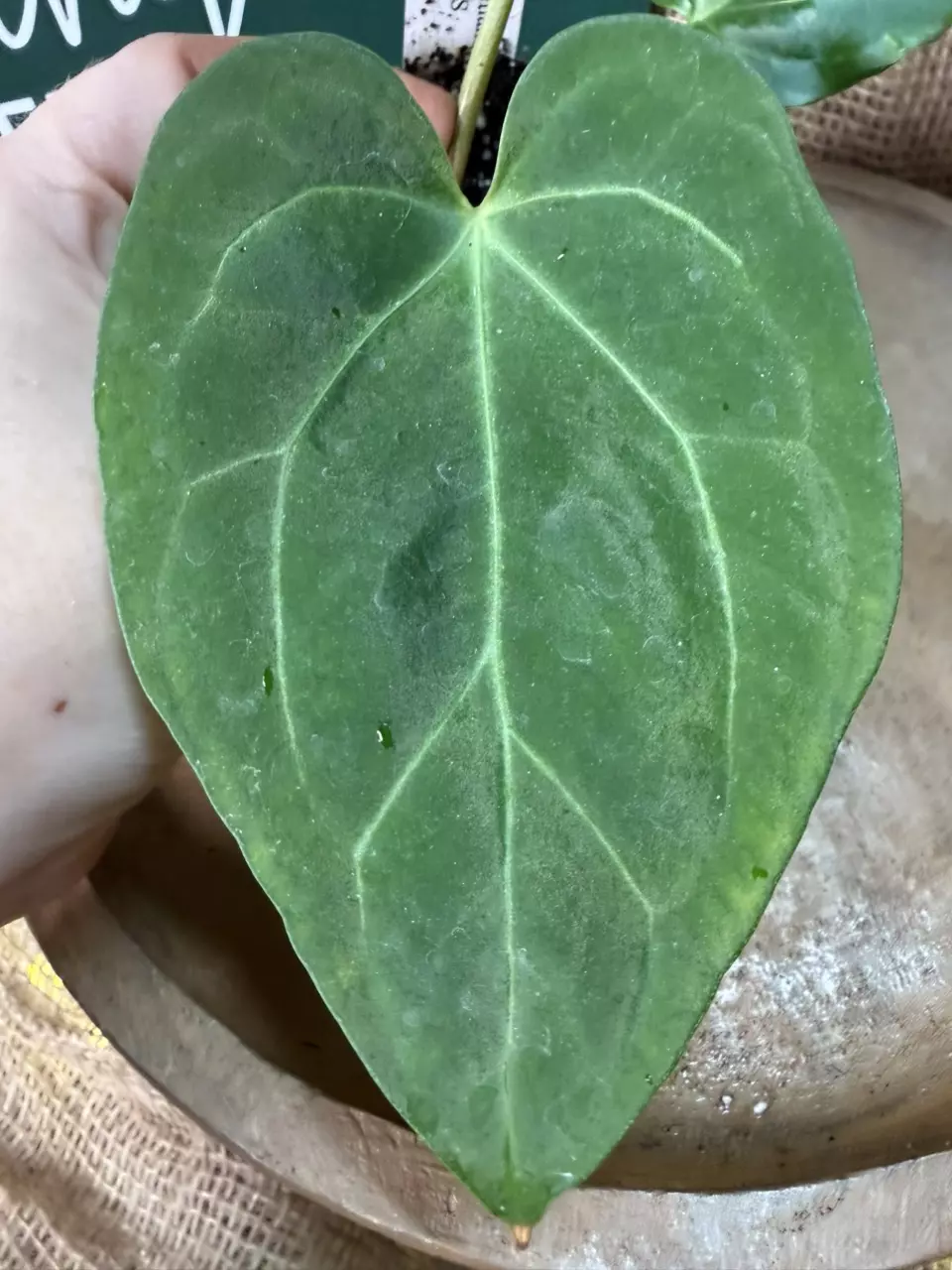 plant/A. Pap x KOS-1