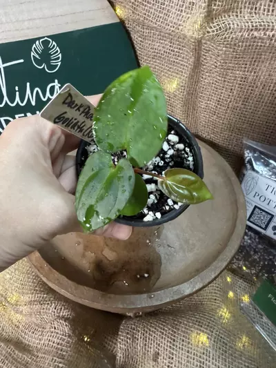 plant/A. Dark Phoenix x KD Goliath-0-thumbnail