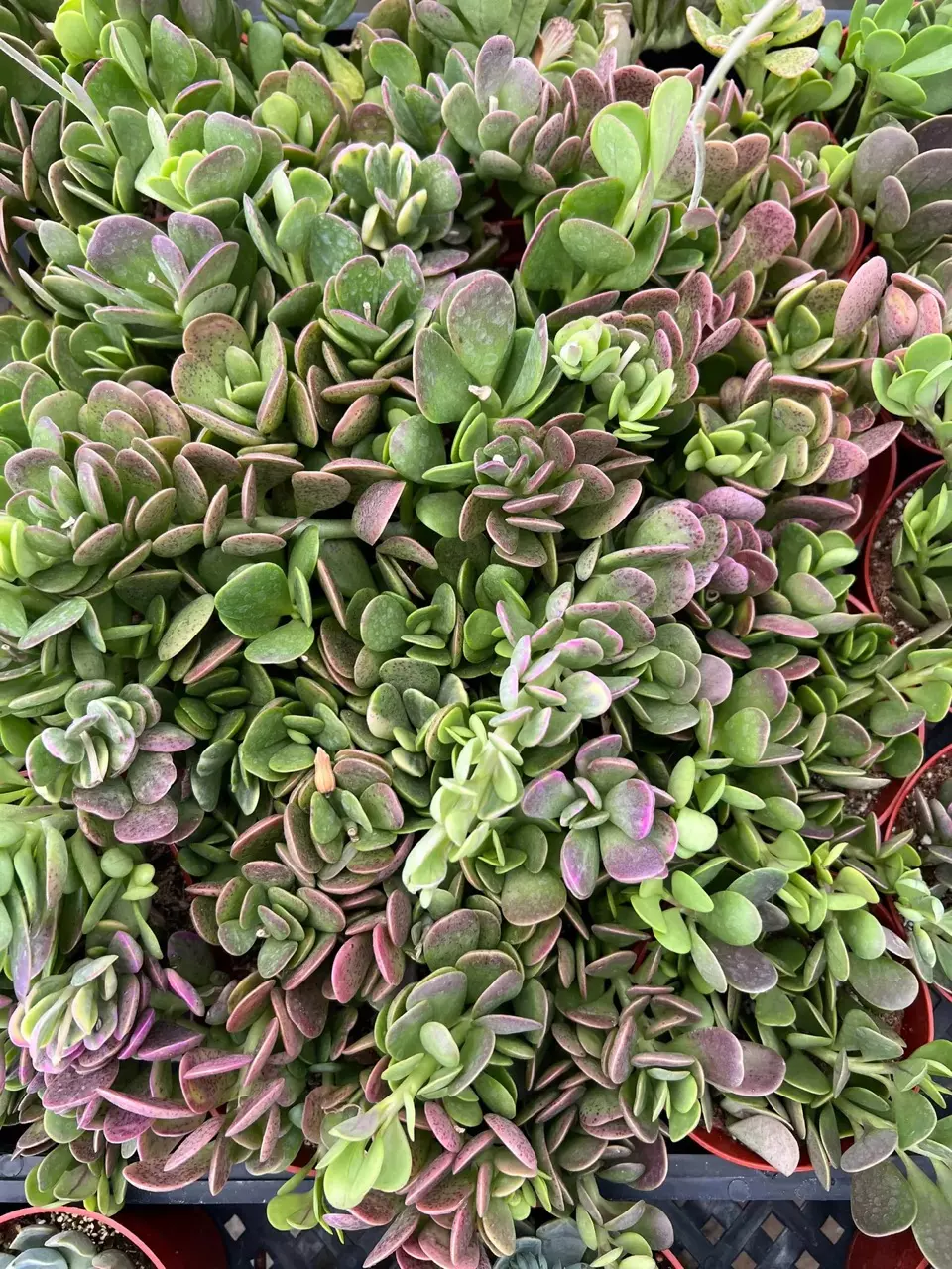 plant/trailing jade 4” pot size-0