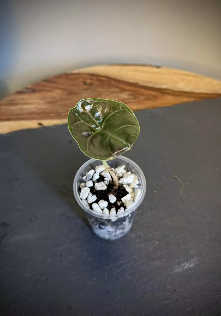 plant/Alocasia Azlanii Gold Revert-0