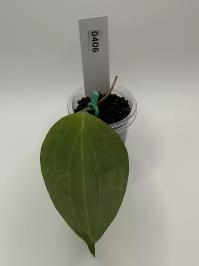 plant/0424 hoya nicholsoniae-2-thumbnail