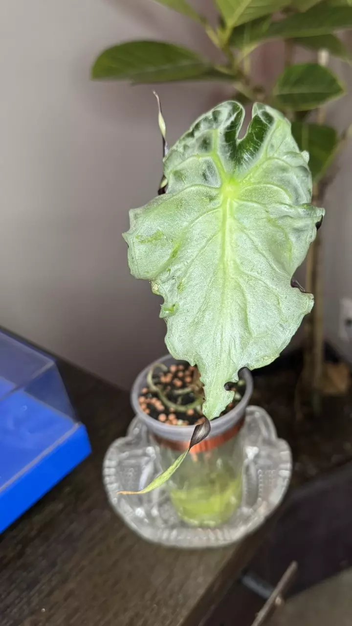 plant/Alocasia Venom CORM-0