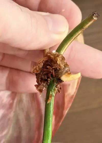 plant/Philodendron Variegated Micans – Single Leaf Cutting-4-thumbnail