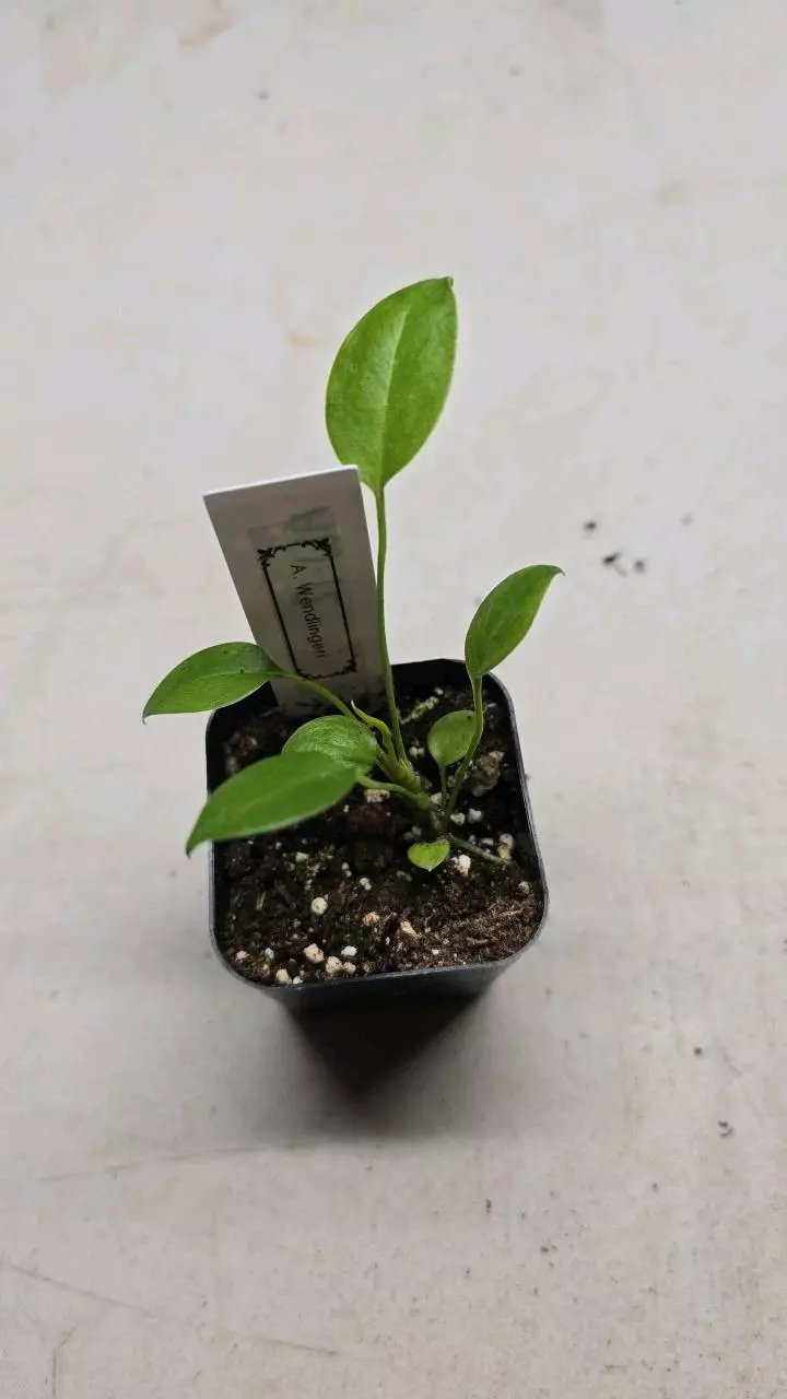 plant/Anthurium Wendlingeri-0