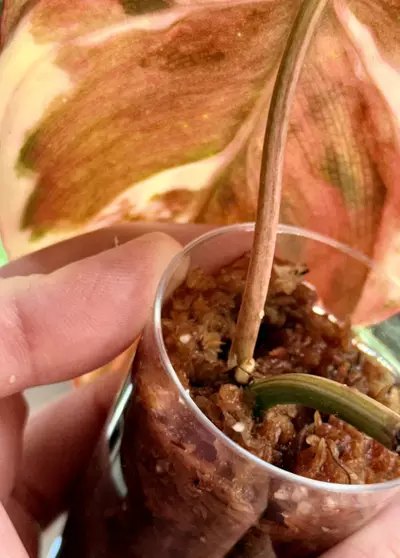 plant/Philodendron Variegated Micans – Single Leaf Cutting-3-thumbnail