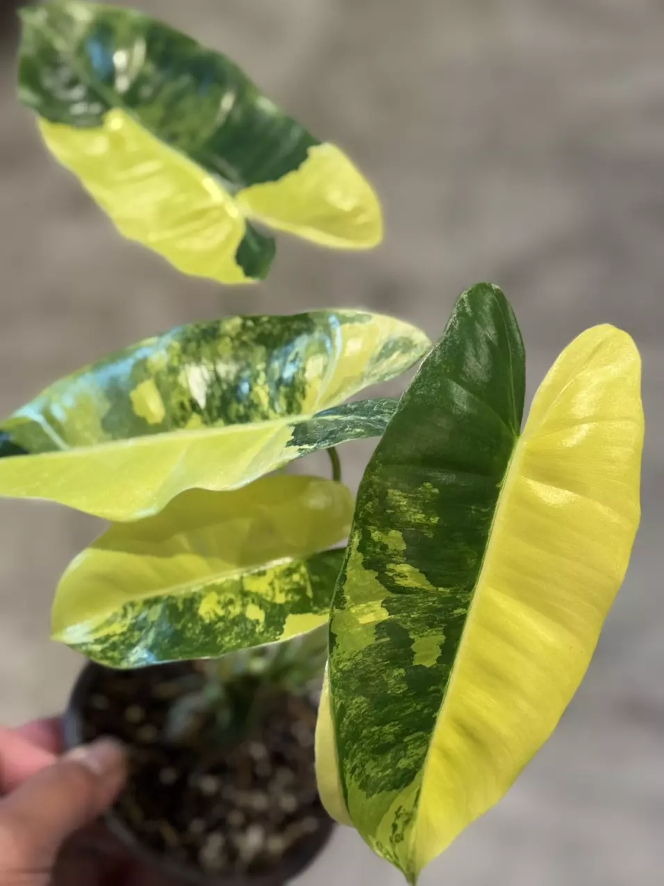plant/Variegated Burle Marx Philodendron-1