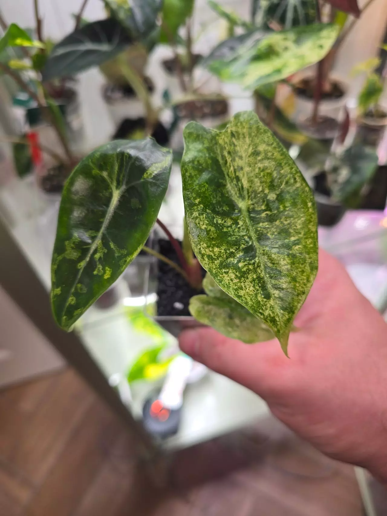 plant/Alocasia Satun Lemon Lime (Starburst)-0