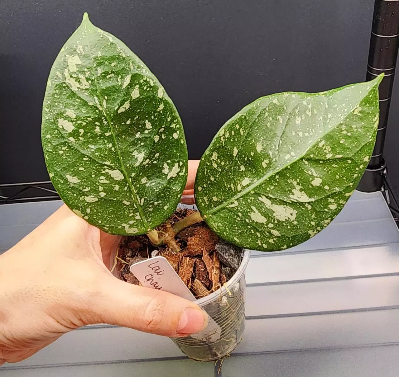 plant/Hoya sp. Lai Chau Splash(Round Leaf)-0