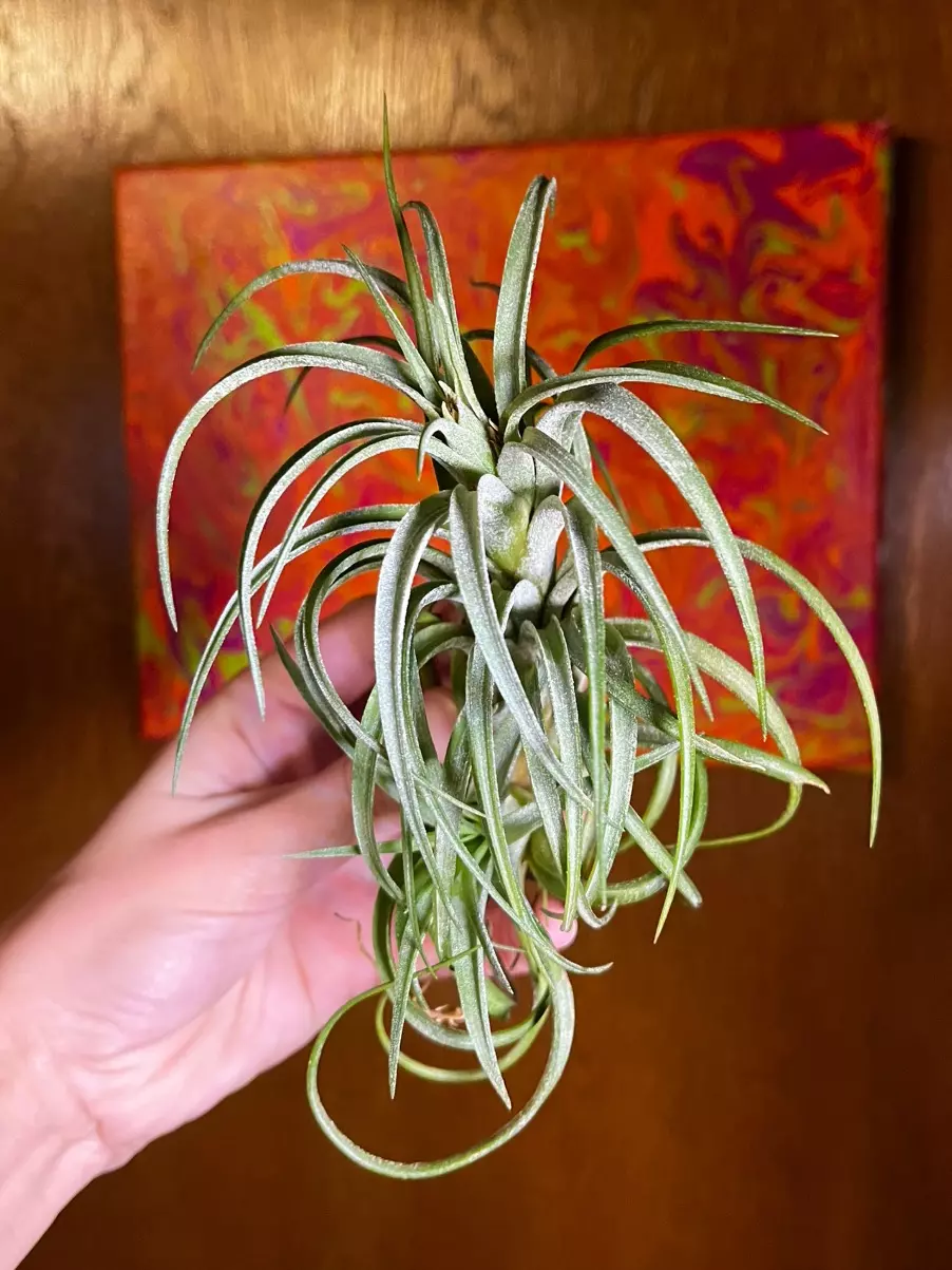 plant/Victoriana Air Plant with pup-0