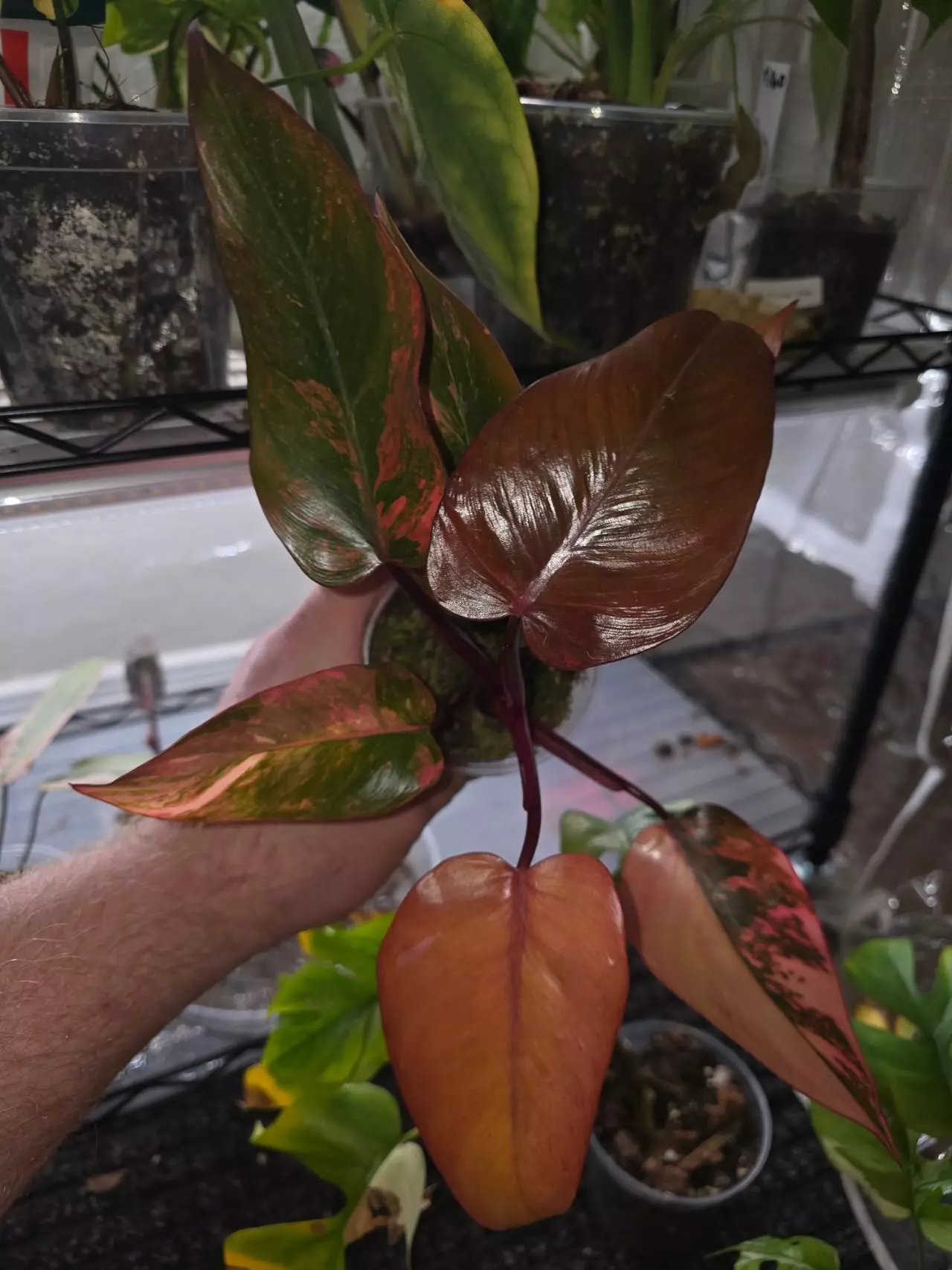 plant/Fire Princess Philodendron-2