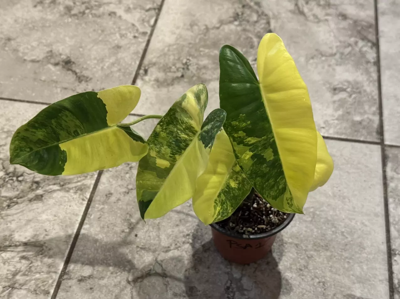 plant/Variegated Burle Marx Philodendron-0
