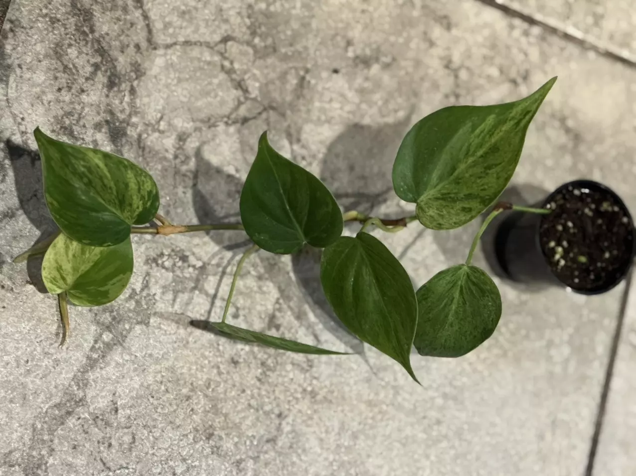 plant/Variegated Heart leaf-0