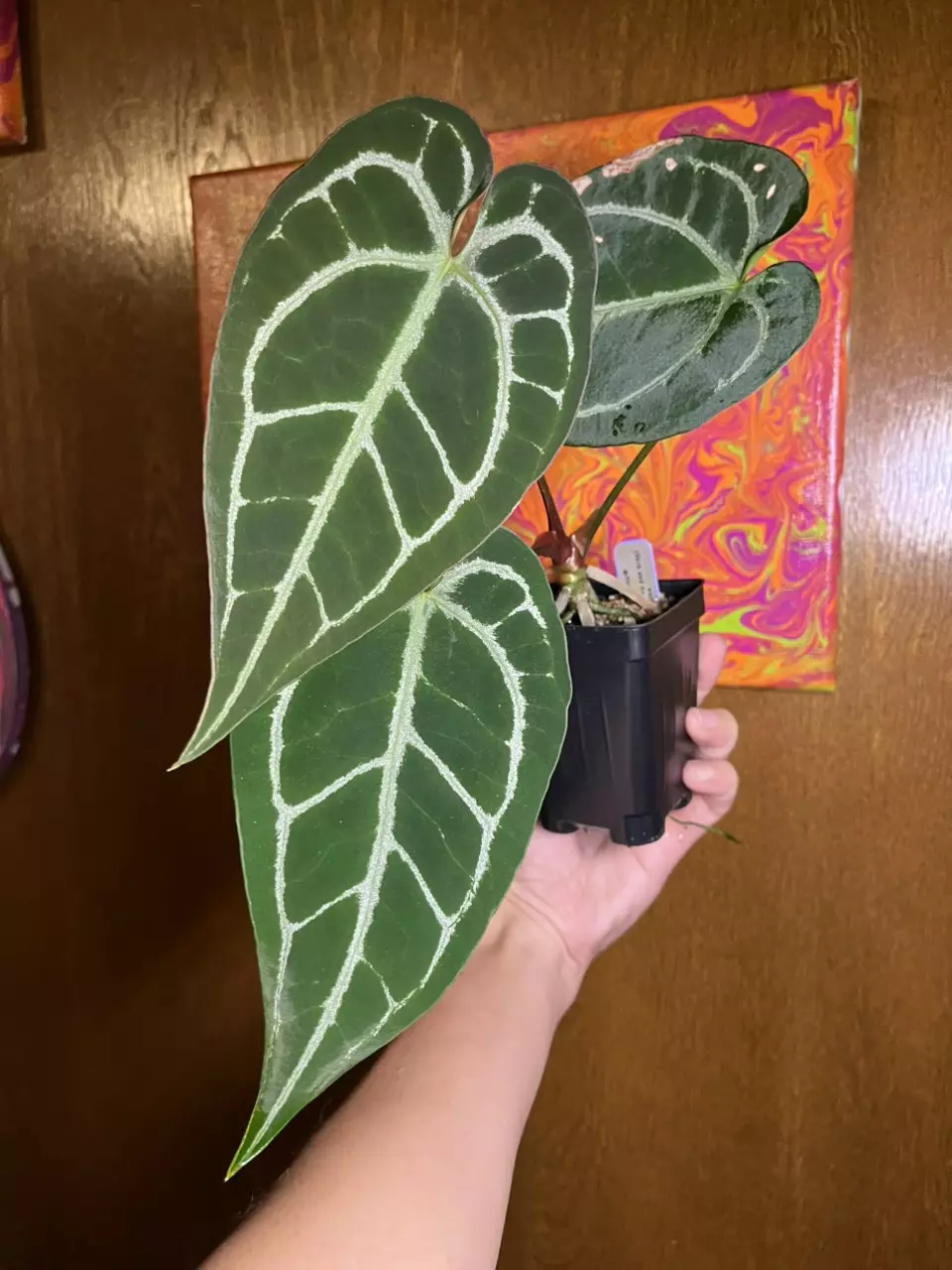 plant/Dark and Handsome x Michelle F3R1-1