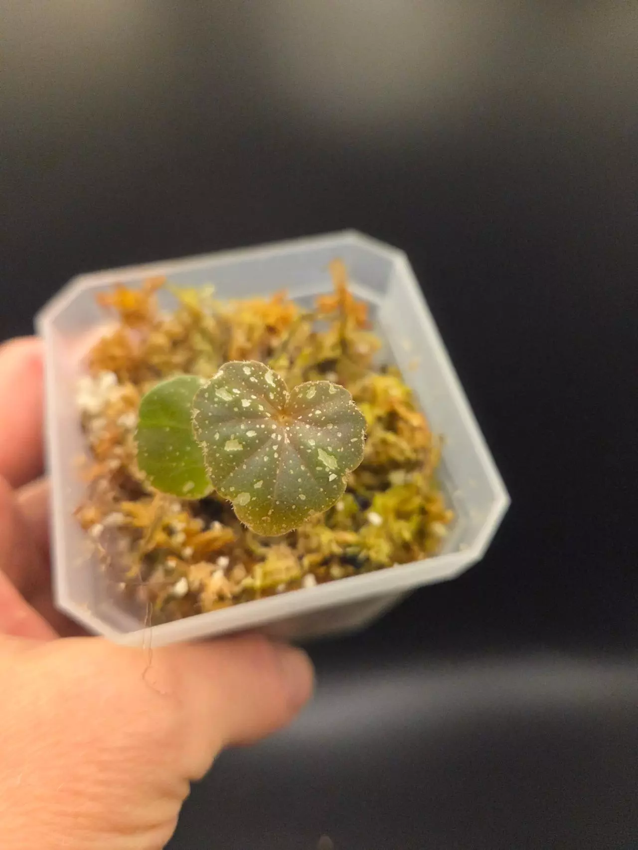 plant/Begonia moona-0