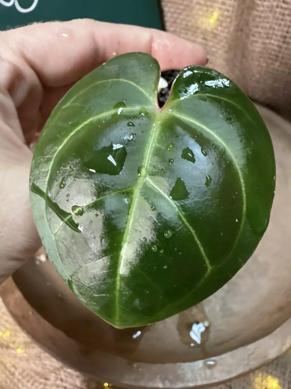 plant/🎉SALE! A. Hoff x Pap-1