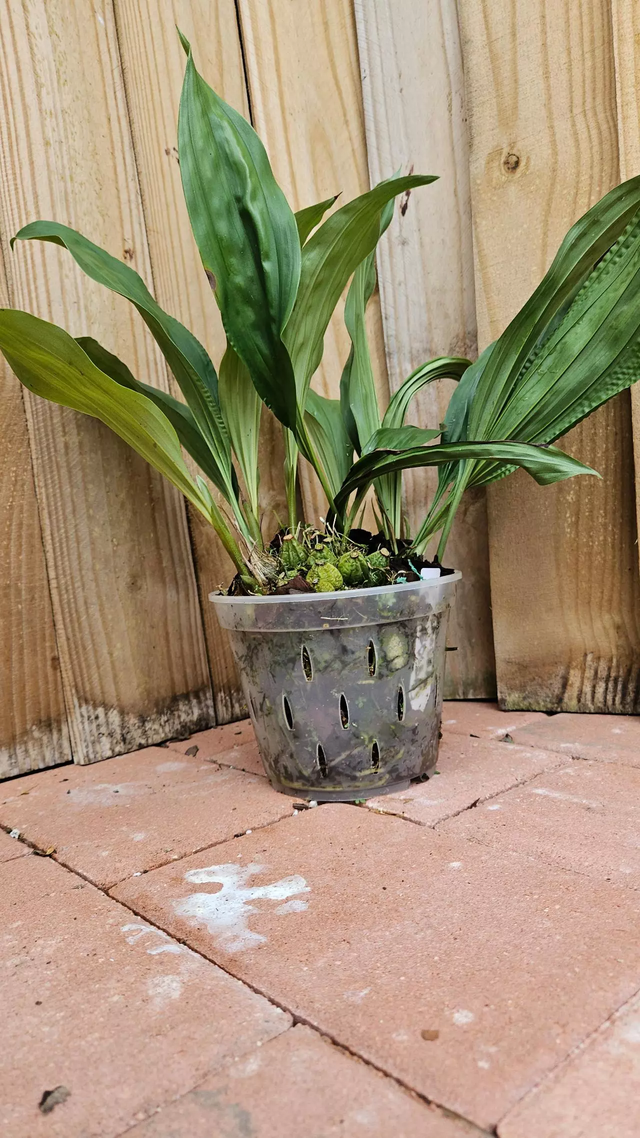 plant/"THE VERY FRAGRANT STANHOPEA" Stanhopea Graveolens Aurata Aurea Venusta Orchid-3