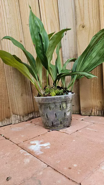 plant/"THE VERY FRAGRANT STANHOPEA" Stanhopea Graveolens Aurata Aurea Venusta Orchid-3-thumbnail