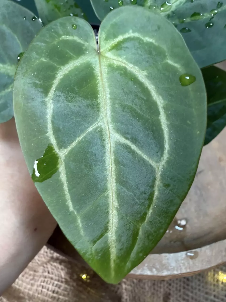 plant/A. Goliath x KD NOID The Dale *Last 2!-1