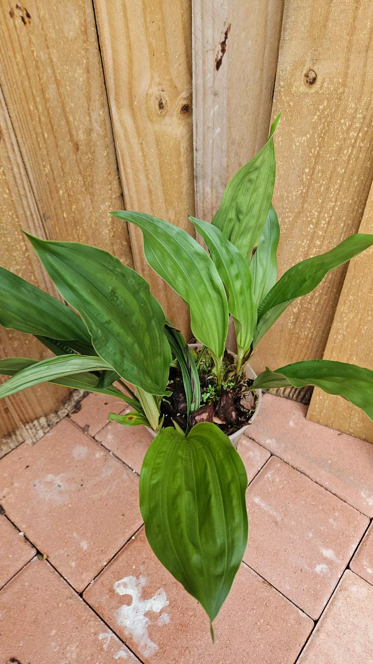 plant/"THE VERY FRAGRANT STANHOPEA" Stanhopea Graveolens Aurata Aurea Venusta Orchid-0