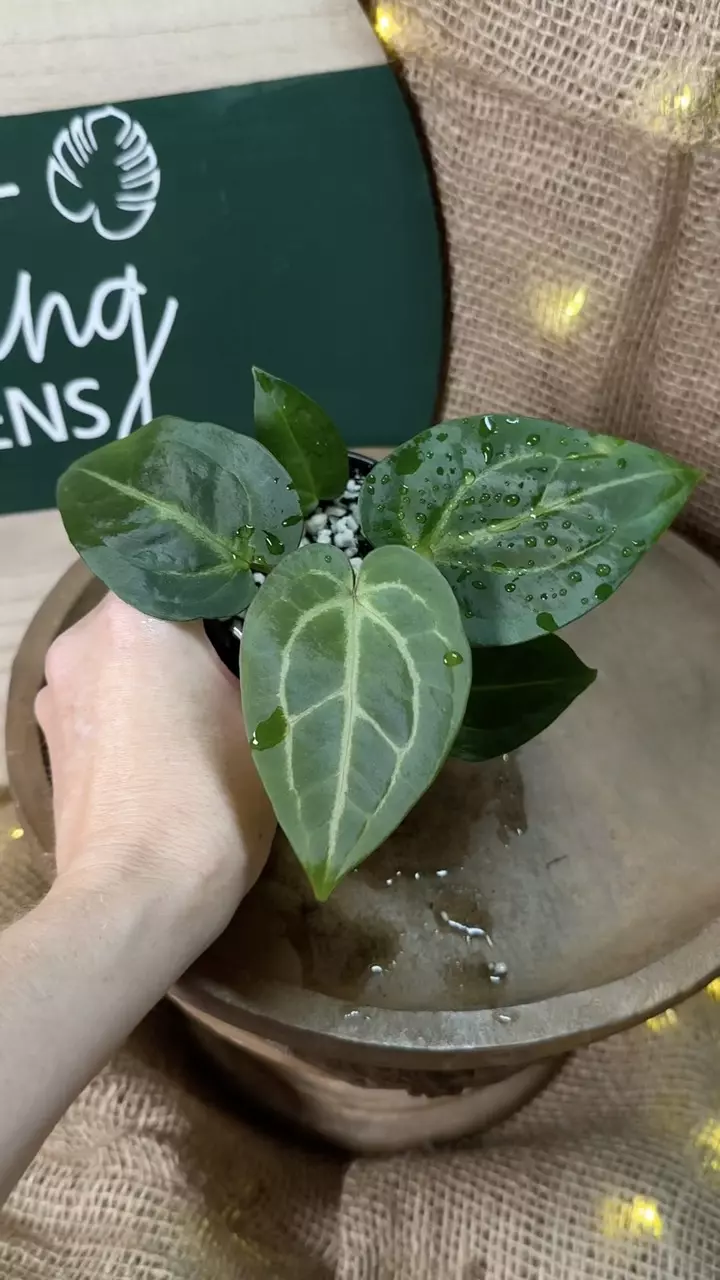 plant/A. Goliath x KD NOID The Dale *Last 2!-5