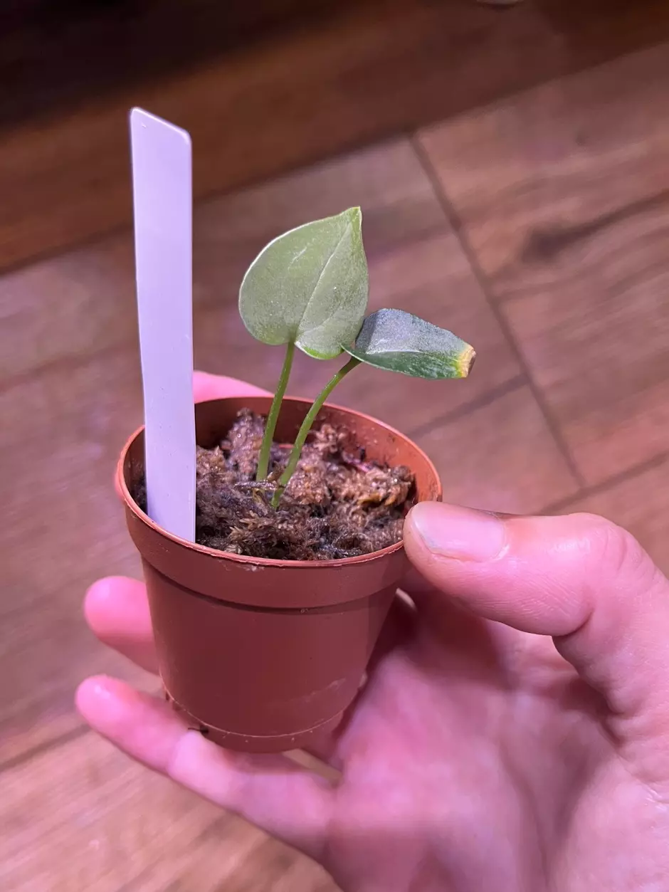 plant/Claridactyl x open seedling-1