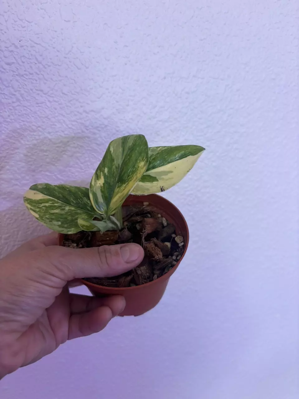 plant/Raphidaphora Puberla Variegated-0