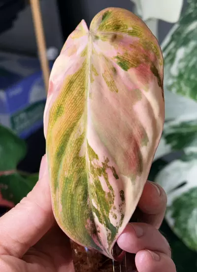 plant/Philodendron Variegated Micans – Single Leaf Cutting-1-thumbnail