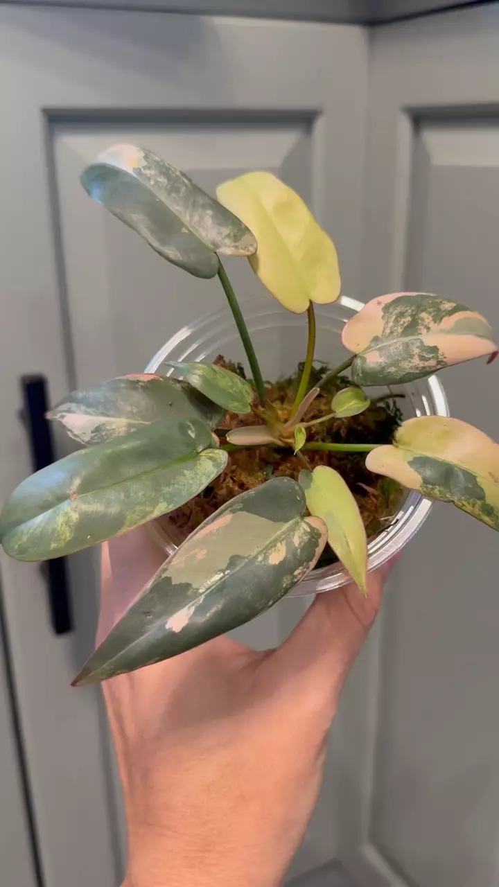 plant/Pink atabapoense-0