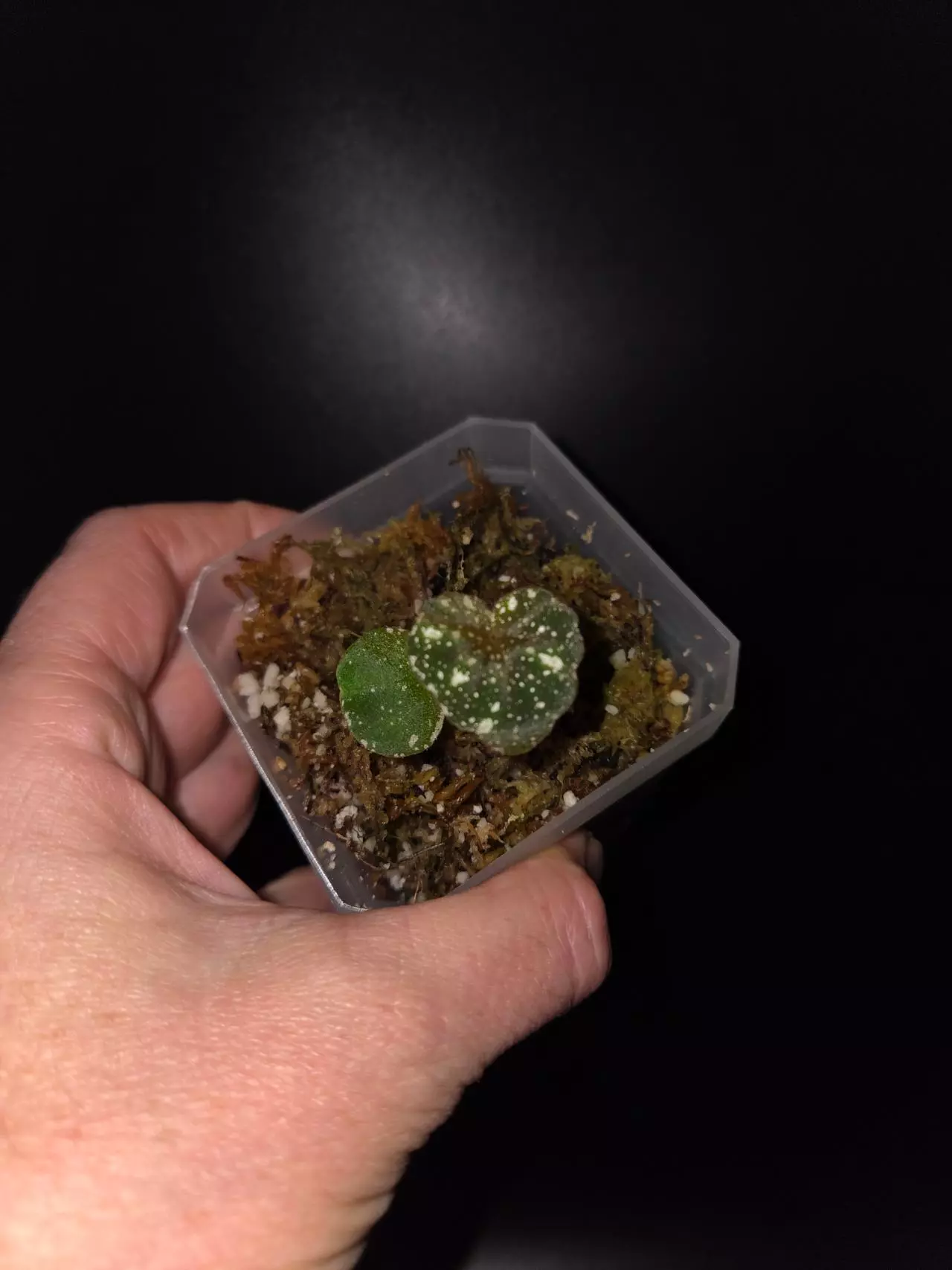 plant/Begonia moona-2