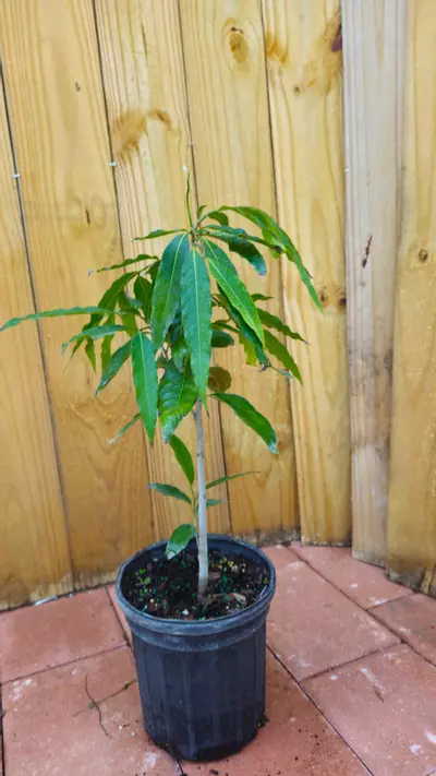 plant/LIVE PLANT 2ft Monoon longifolium False ashoka Asoka Polyalthia longifolia Mast-4-thumbnail