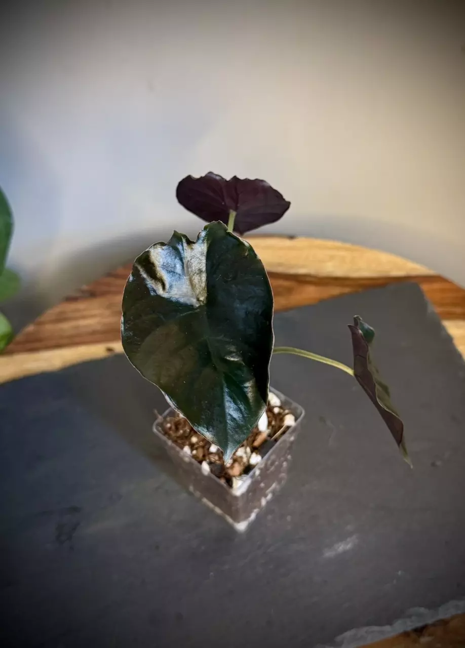 plant/Alocasia Infernalis Kapit-0